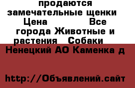 продаются замечательные щенки › Цена ­ 10 000 - Все города Животные и растения » Собаки   . Ненецкий АО,Каменка д.